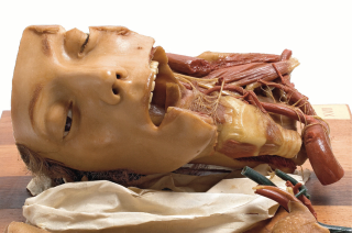 Illustration for article titled Creepy wax anatomy models from the 1700-1800s. Apologies if you planned on sleeping tonight.